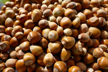 5 EUROPEAN HAZELNUT TREE aka Common Filbert Corylus Avellana Fruit Nut Seeds